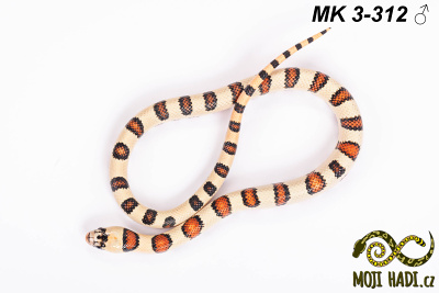 hadi na prodej, mládě, český chov hadů, odchov hadů, mojihadi.cz, Lampropeltis, mexcampb, magmaking, lampropeltis hybrid, lampropeltis mexicana, lampropeltis triangulum campbelli, special snakes, Mexican Kingsnake, Pueblan Milksnake, korálovka